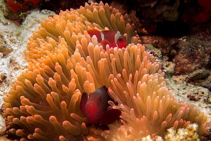 Pemuteran Discover Scuba Diving — Intro Dives in Menjangan National Park photo 3