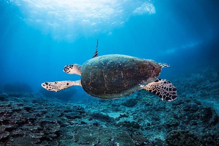 Pemuteran Discover Scuba Diving — Intro Dives in Menjangan National Park photo 1