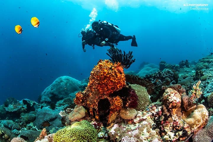 Pemuteran Discover Scuba Diving — Intro Dives in Menjangan National Park photo 4