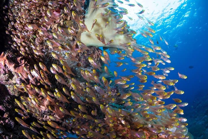 Advanced Open Water Course in Pemuteran: 2-Day Certification & Menjangan Dives photo 6