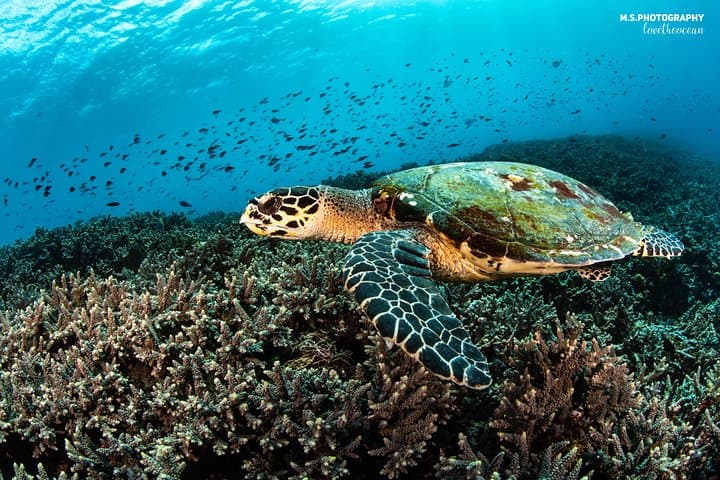 Advanced Open Water Course in Pemuteran: 2-Day Certification & Menjangan Dives photo 3