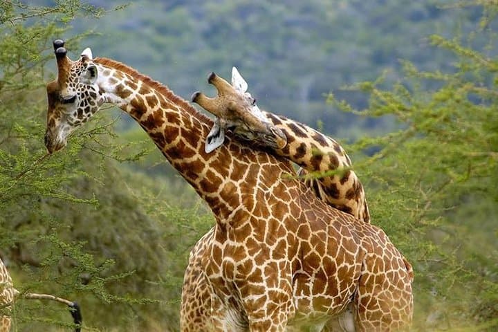 7-Day Great Migration Budget Safari — Masai Mara, Nakuru, Naivasha & Amboseli photo 4