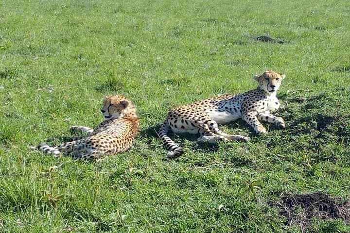 7-Day Great Migration Budget Safari — Masai Mara, Nakuru, Naivasha & Amboseli photo 5
