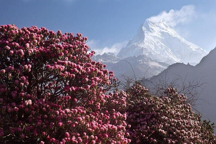 Mohare Danda Panorama Trek: 8-Day Annapurna Ridge Trek from Pokhara photo 1