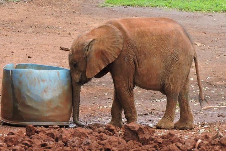 Face to Face with Rothschilds: Giraffe Centre, David Sheldrick & National Museum Day Tour photo 4