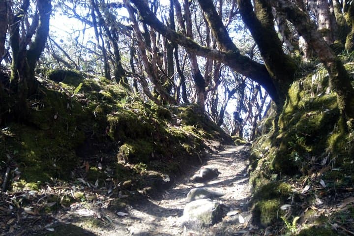 Mardi Himal Trek: 9-Day Annapurna Ridge Trek to Mardi Base Camp from Pokhara photo 4
