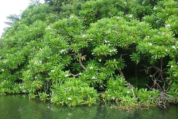 Muthurajawela Mangrove Wetland Boat Tour — Colombo Shore Excursion & Birdwatching photo 2