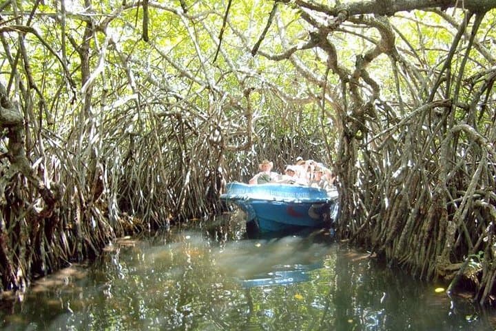 Muthurajawela Mangrove Wetland Boat Tour — Colombo Shore Excursion & Birdwatching photo 3