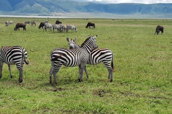 6-Day Mara River Crossing Safari: Witness The Great Migration from Arusha