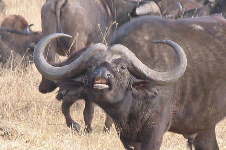 6-Day Mara River Crossing Safari: Witness The Great Migration from Arusha photo 2