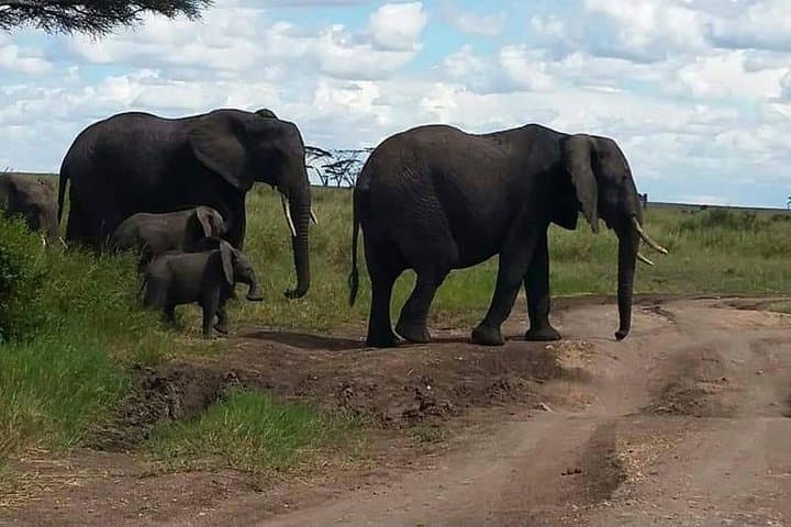 6-Day Mara River Crossing Safari: Witness The Great Migration from Arusha photo 3
