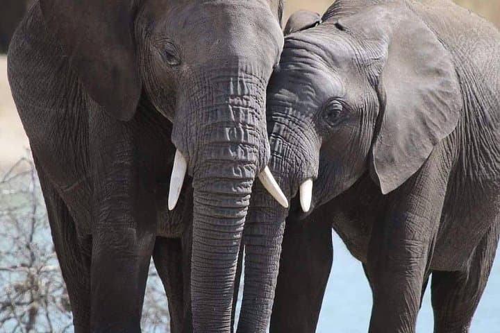 6-Day Mara River Crossing Safari: Witness The Great Migration from Arusha photo 4