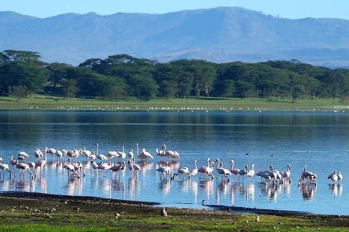 5-Day Budget Safari in Kenya — Maasai Mara, Lake Nakuru & Naivasha photo 3