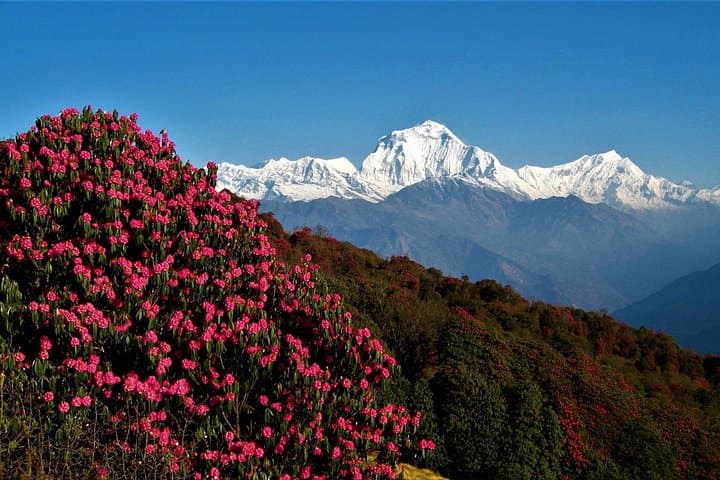 Annapurna Base Camp Trek: 13-Day Ghorepani & Poon Hill to ABC Himalayan Adventure photo 4