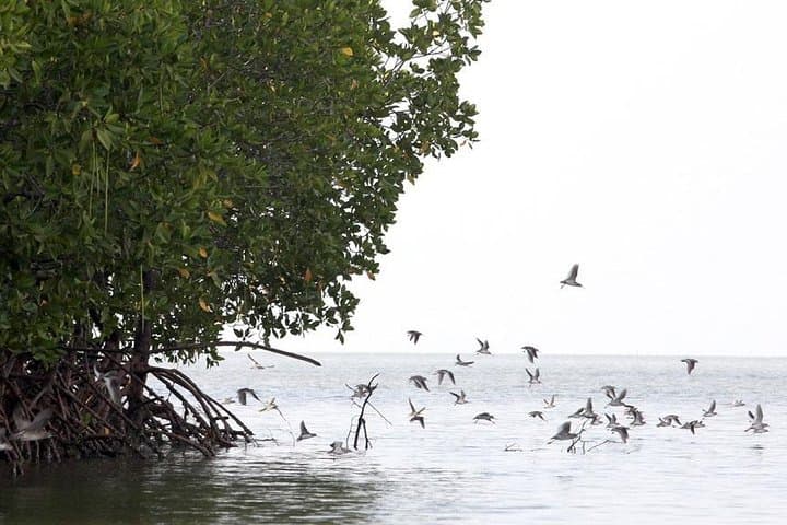 Tung Yee Peng Mangrove Longtail Boat Tour from Koh Lanta — Wildlife, Fish Farm & Monkeys photo 2