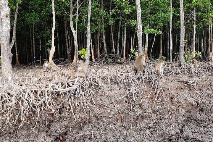 Tung Yee Peng Mangrove Longtail Boat Tour from Koh Lanta — Wildlife, Fish Farm & Monkeys photo 3