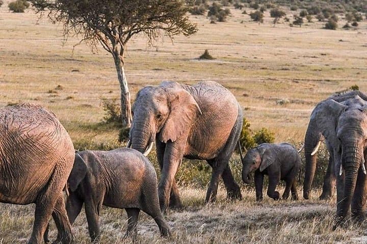 9-Day Kenya Safari: Tsavo, Amboseli & Maasai Mara with Local DALA Guides photo 6