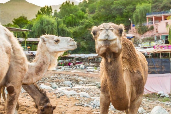 Ourika Valley Day Trip & Sunset Camel Ride from Marrakech photo 4