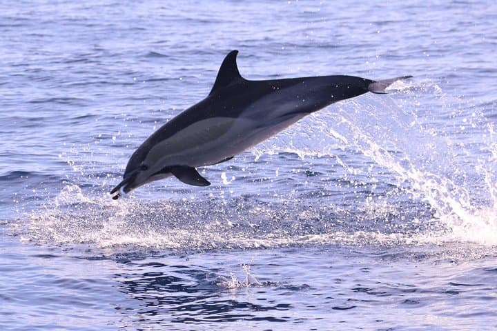 Whale and Dolphin Watching from Calheta: RIB Boat Encounters in Madeira photo 3