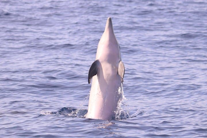 Whale and Dolphin Watching from Calheta: RIB Boat Encounters in Madeira photo 4