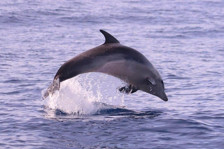Whale and Dolphin Watching from Calheta: RIB Boat Encounters in Madeira photo 5