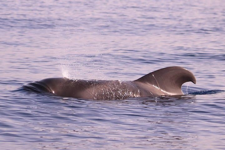 Whale and Dolphin Watching from Calheta: RIB Boat Encounters in Madeira photo 6