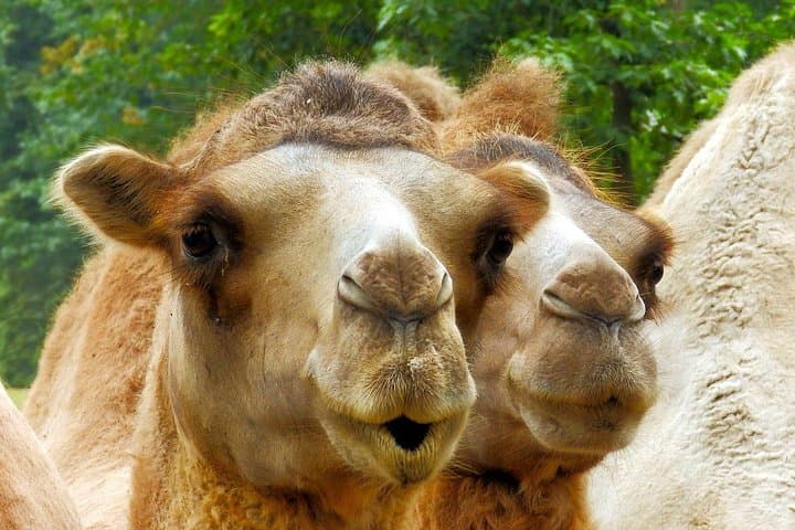 Sunset Camel Ride in Agafay Desert — Marrakech Evening Trek & Berber Tea photo 4