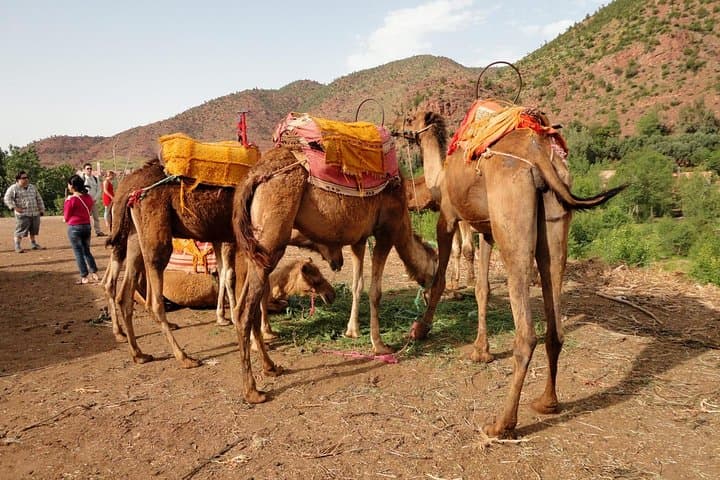 Sunset Camel Ride in Agafay Desert — Marrakech Evening Trek & Berber Tea photo 5
