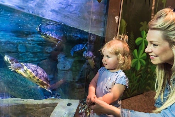 SEA LIFE Brighton — Victorian Aquarium Tickets & Visitor Guide photo 6