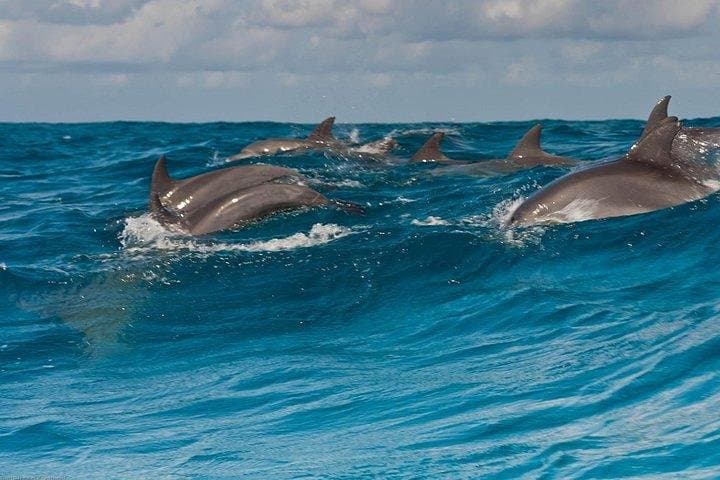 Private Dolphin Tour and Snorkeling at Mnemba Island Reef, Zanzibar