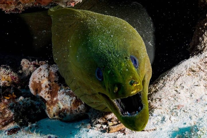 Cozumel Two‑Dive Tour: World‑Class Wall Diving from Playa del Carmen photo 3