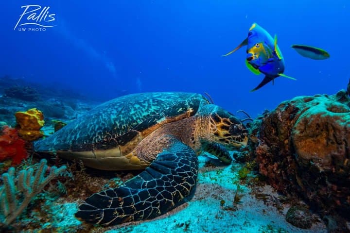 4-Day Diving Package: Playa del Carmen, Cozumel & Cenote Caverns photo 2