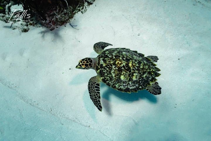 4-Day Diving Package: Playa del Carmen, Cozumel & Cenote Caverns