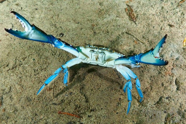 Discover Scuba Diving at Casa Cenote: Two Intro Dives with Underwater Video photo 3