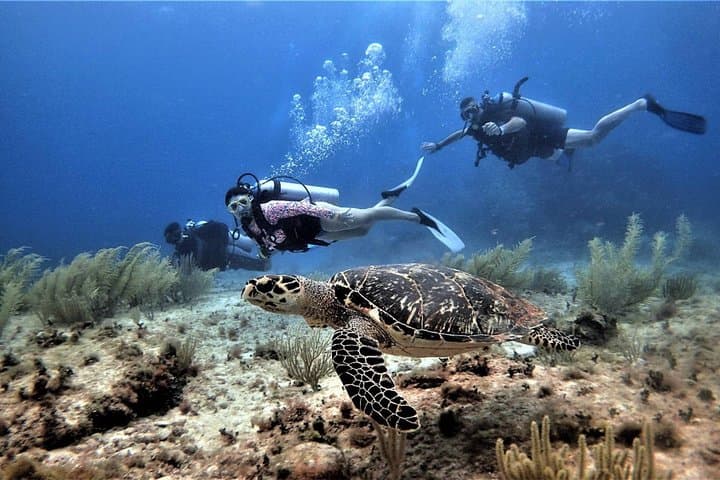 PADI Open Water Diver Course in Cancun — 3-Day Certification & 4 Ocean Dives photo 4