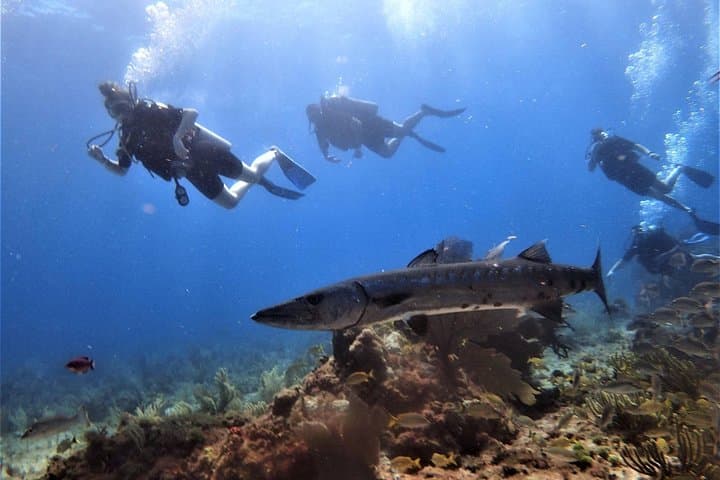 PADI Open Water Diver Course in Cancun — 3-Day Certification & 4 Ocean Dives photo 6