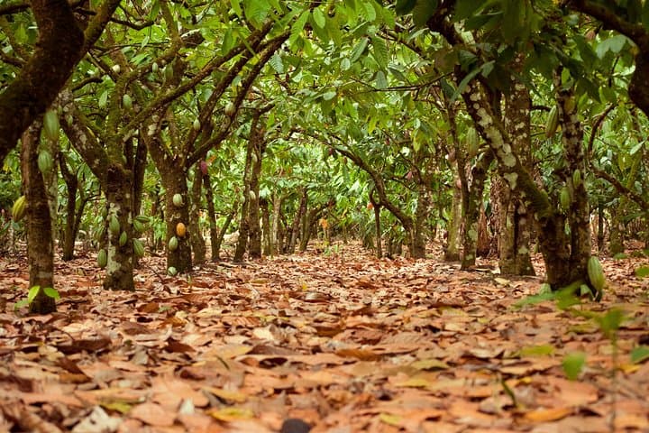 Cacao Trail: Chocolate-Making Day Tour from Santo Domingo to El Sendero del Cacao photo 3