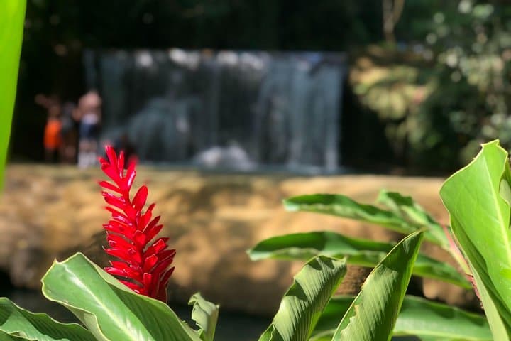 South Coast Experience: Black River Safari, YS Falls & Pelican Bar Day Tour photo 4