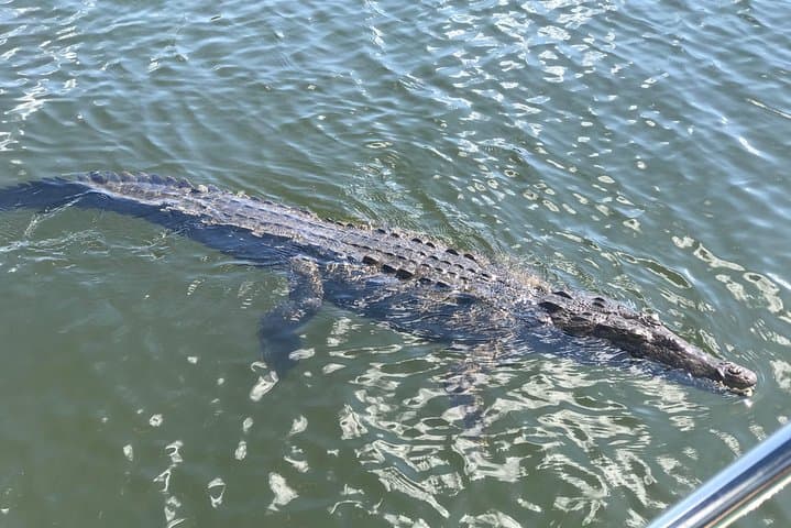 South Coast Experience: Black River Safari, YS Falls & Pelican Bar Day Tour photo 5