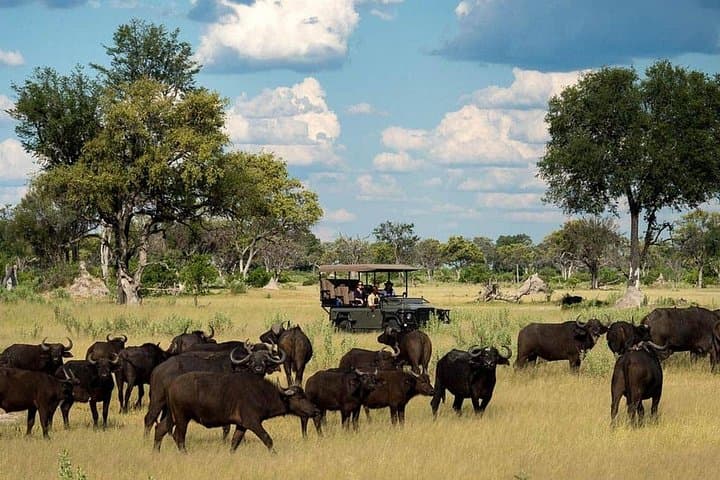 Overnight Hwange Safari from Victoria Falls: 2-Day Big Five Game Drive photo 4
