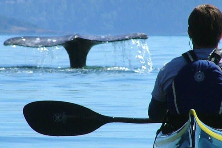3-Hour Sea Kayak Tour Around Burrows Island — San Juan Islands Kayaking photo 1