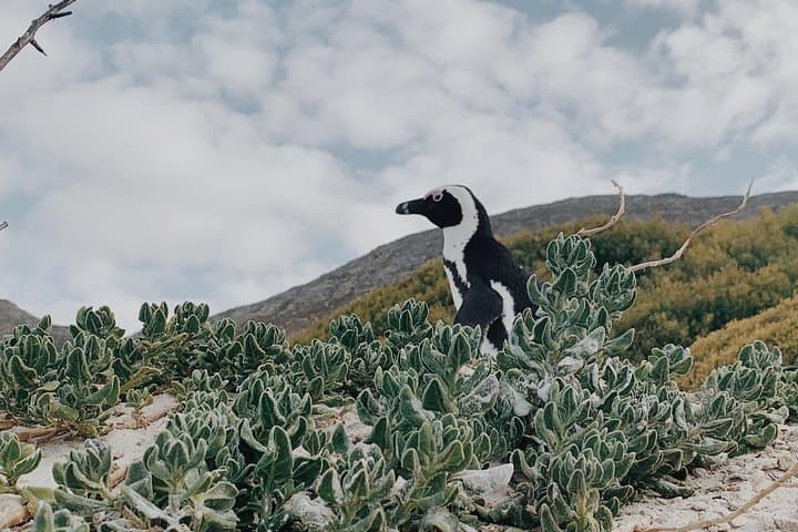 Cape Town in 2 Days: Table Mountain, Robben Island & Cape Peninsula photo 6