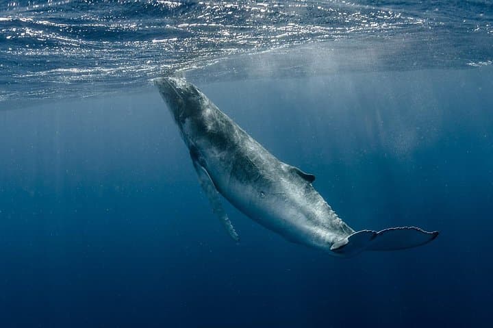 Bora Bora Whale Watching: Humpback Encounters & Snorkel Adventure photo 4