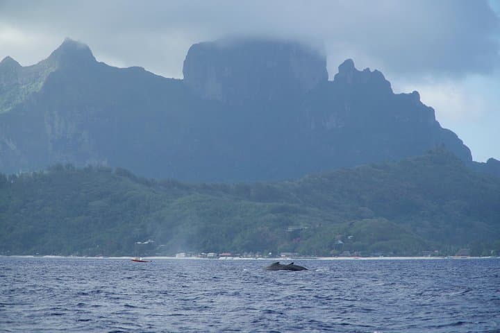 Bora Bora Whale Watching: Humpback Encounters & Snorkel Adventure photo 6