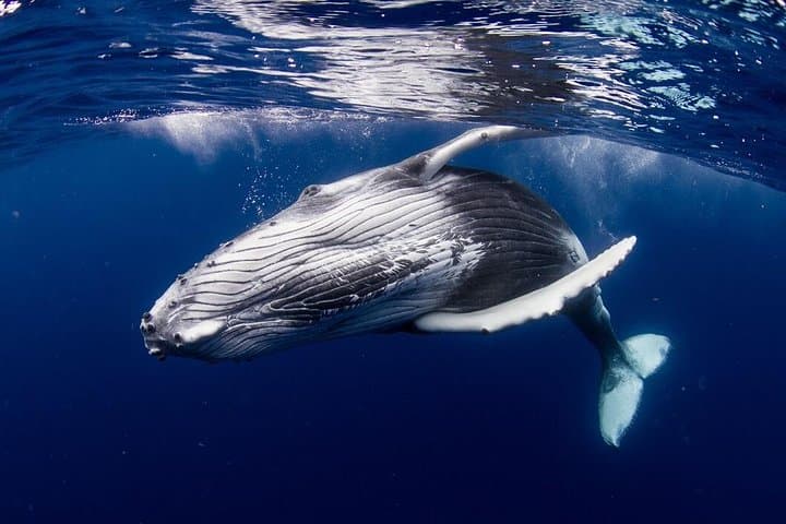 Bora Bora Whale Watching: Humpback Encounters & Snorkel Adventure photo 2