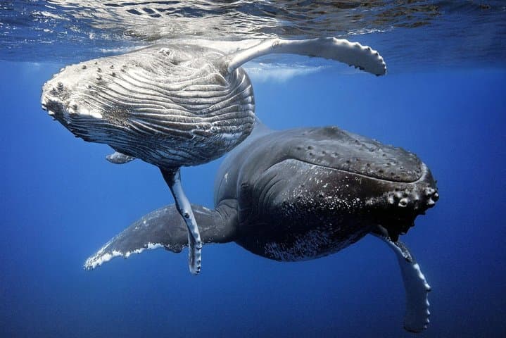 Bora Bora Whale Watching: Humpback Encounters & Snorkel Adventure photo 3