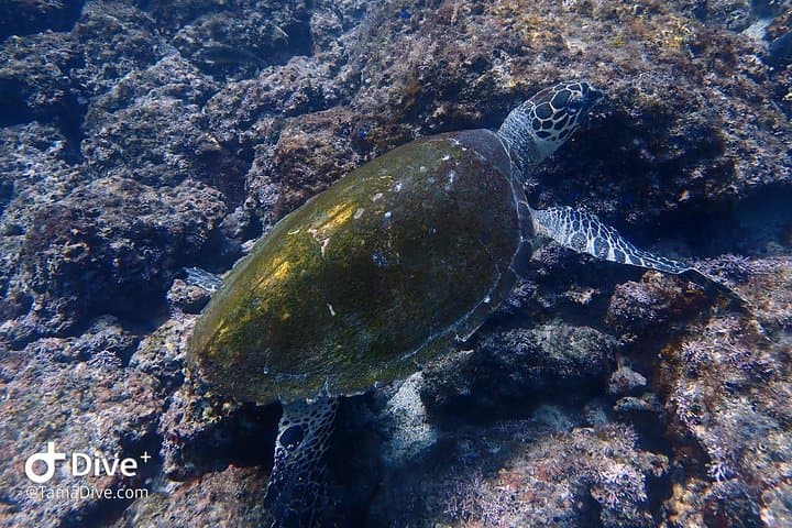 Catalina Islands 2-Dive Day Trip from Tamarindo — Guided Scuba for Certified Divers photo 2