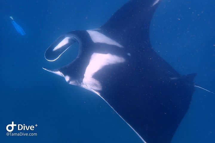 Catalina Islands 2-Dive Day Trip from Tamarindo — Guided Scuba for Certified Divers