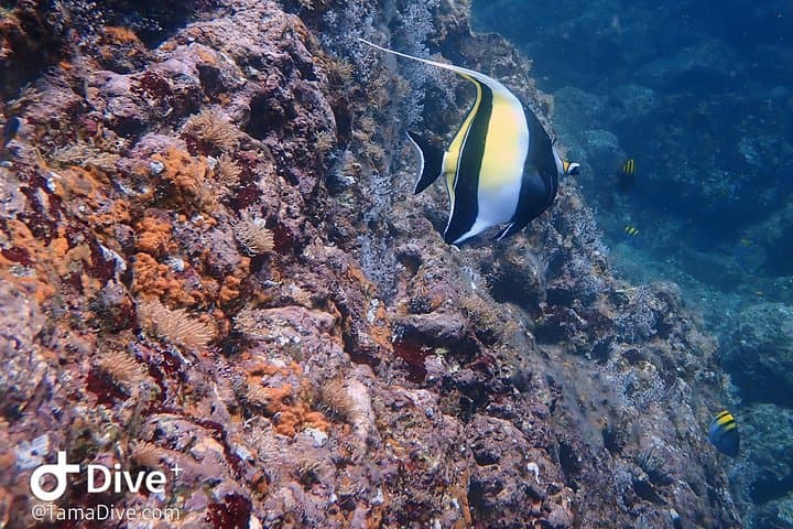 Catalina Islands 2-Dive Day Trip from Tamarindo — Guided Scuba for Certified Divers photo 6