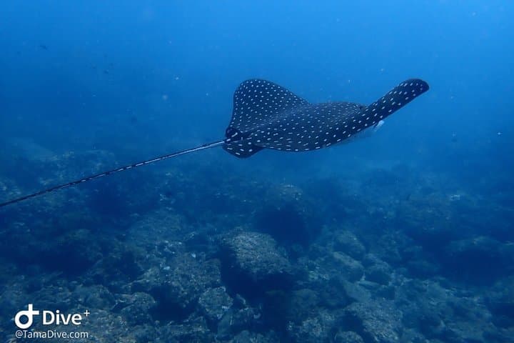Snorkeling Catalina Islands from Tamarindo — Sharks, Rays & Clear Water photo 3